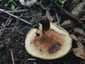 Begöngyöltszélű cölöpgomba (Paxillus involutus), Pilis